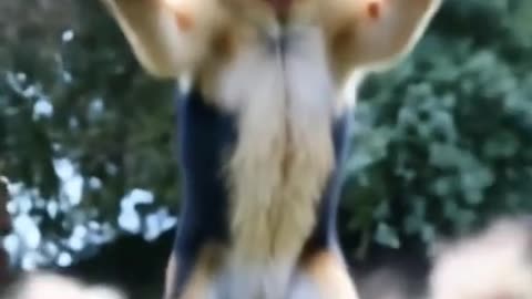 Ai video
