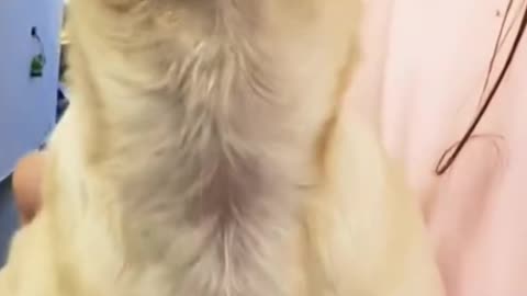Husky funny moments after Anesthesia