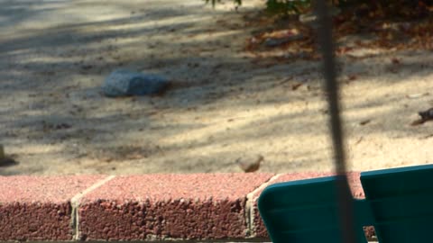 After warming up in the Borrego sun, the dove comes back for food and to be in the spotlight!