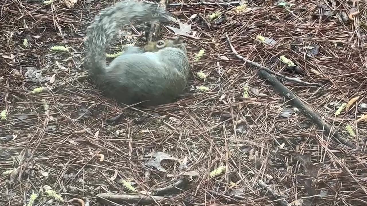Playful Squirrel Entertains Itself With a Stick