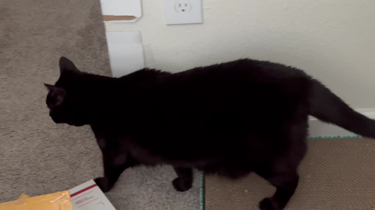 Cute Precious Piper Checks Out Things in the Office - Adopting a Cat from a Shelter Vlog