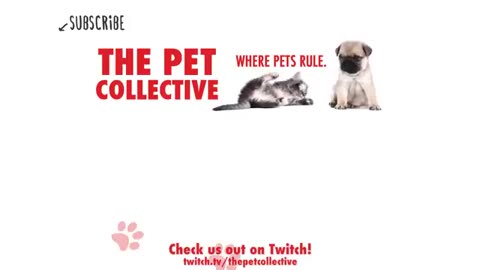 Must Watch: Best Pets of the Week | Funny Pet Videos 2020