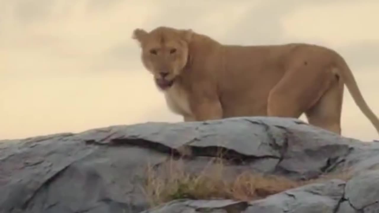 THIS LIONESS & HER SISTER CHARGED AT THE MALE WHO WAS FOLLOWING THE FAMILY WITH SMALL CUBS