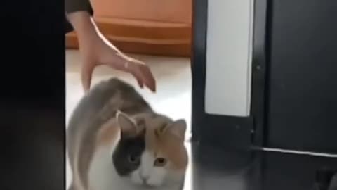 🤯🐱 Slow Mo Startle Caught on Camera! | FunFM