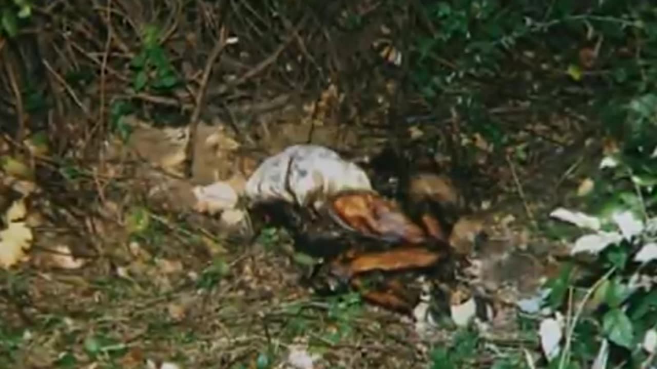 Forensic Files - Season 5, Episode 19 - Deadly Knowledge - Full Episode