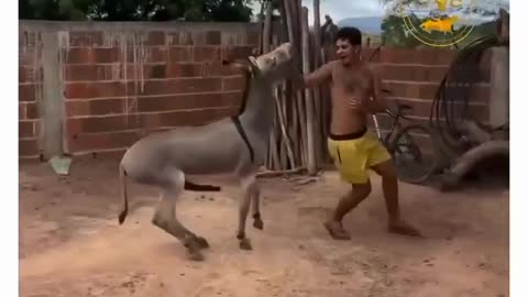 Donkey on fire