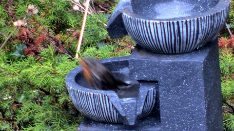 Robin Bird Bath in Fountain