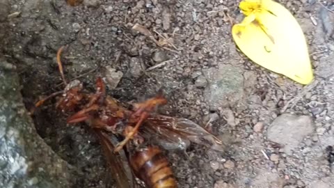Unbelievable! Ants try to squeeze a wasp into their nest🐝🕳️ Part 2