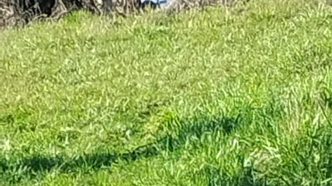 Shooting the KelTec rdb17