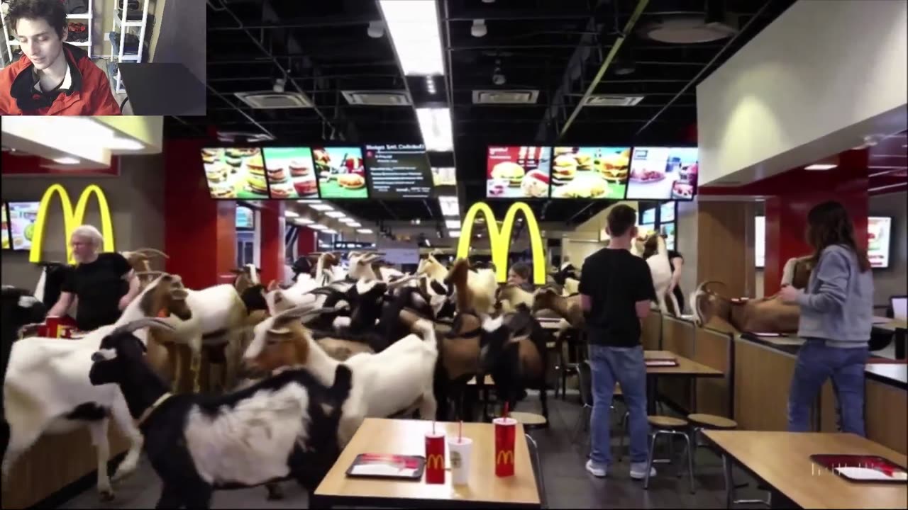 Outtake #1,039 Of Over 15 Sheep Roam Around A McDonald's Restaurant Fake Funny Parody Video