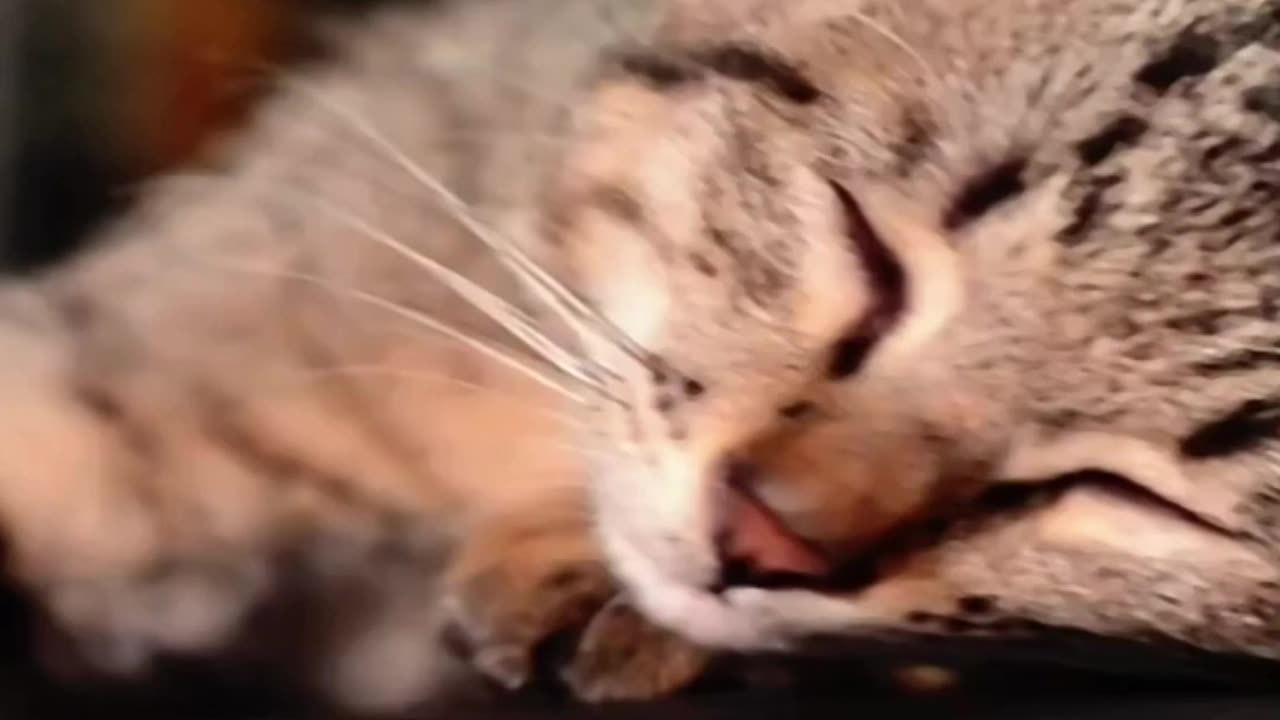 FUNNY AND CUTE cats clips