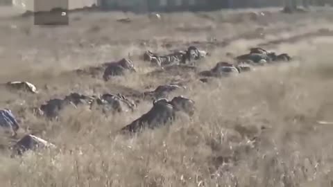 FSA kill over 50 Iranian Hezbollah caught in an ambush, Damascus province(2016) (enemy visible)