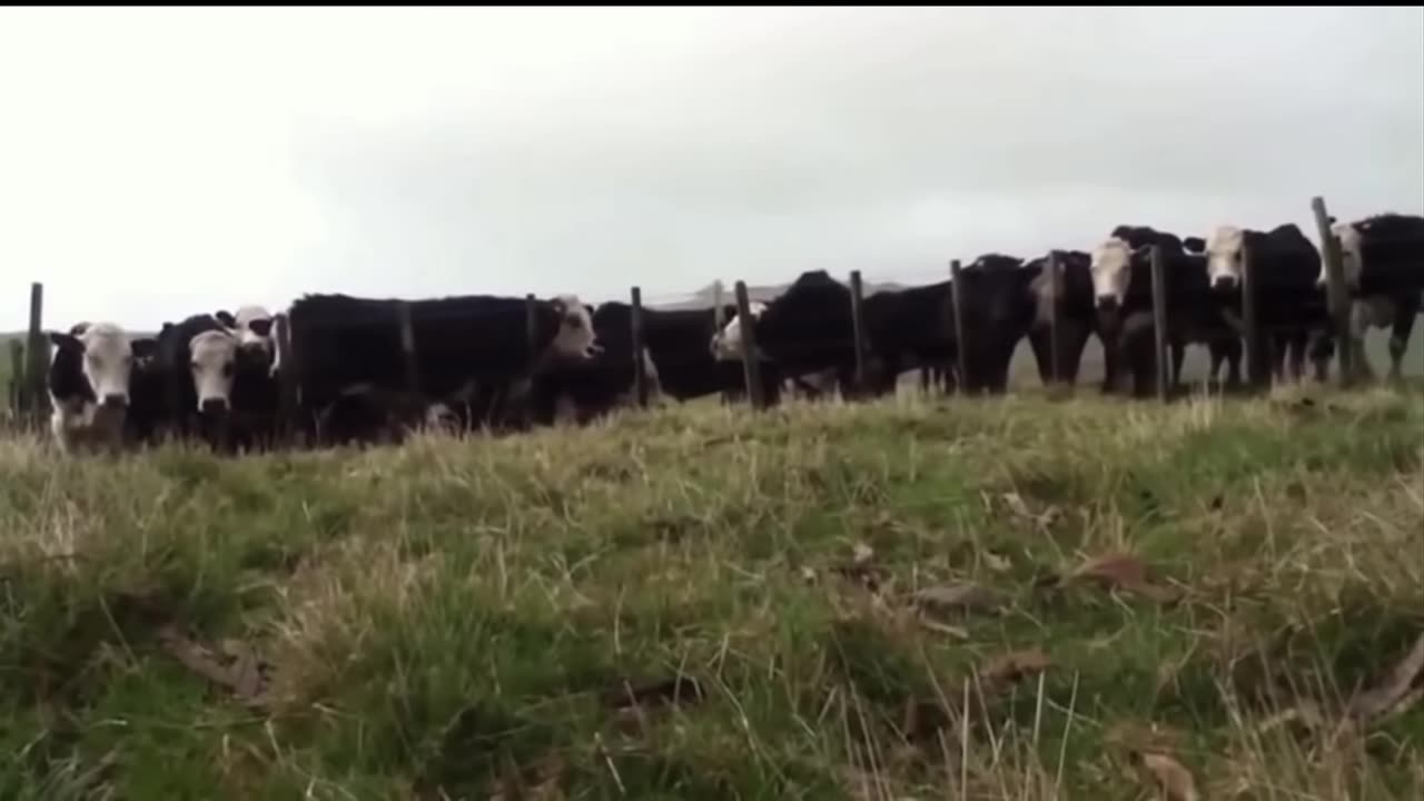 Animals Getting Shocked with Funny Sound Effects!!