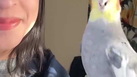 Even the grumpiest of bird start singing after a kiss #bird #parrot #cockatiel