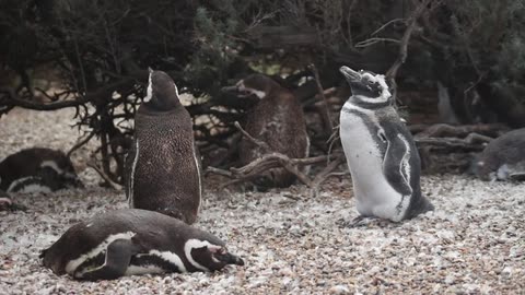 Peaceful with lovely penguins and listening to music P4