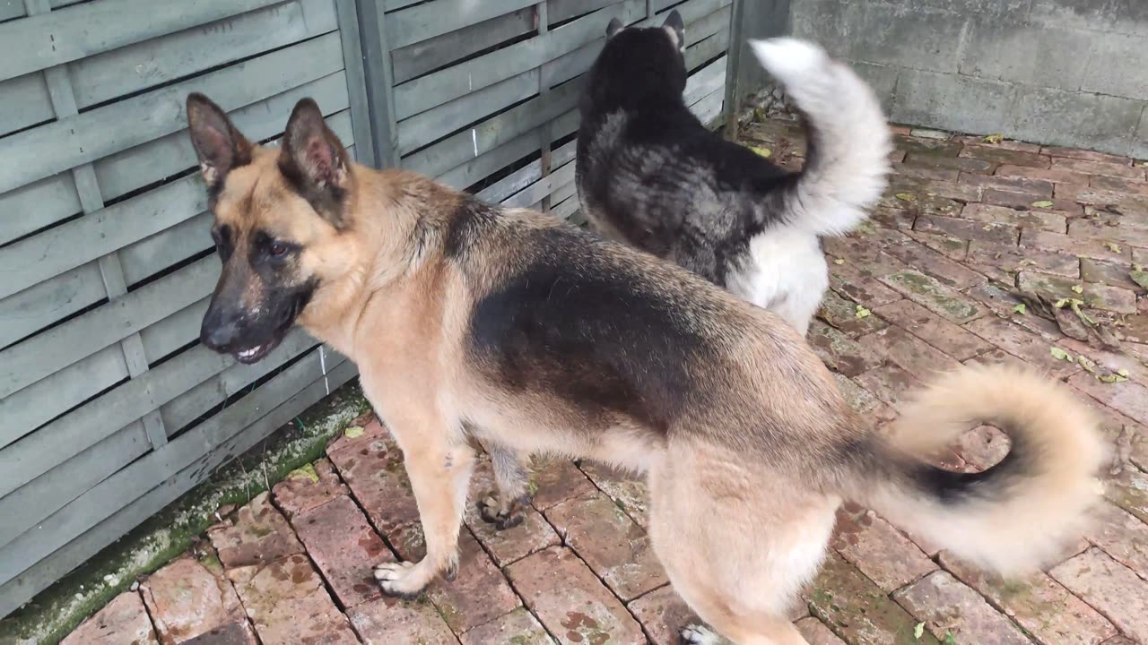 Husky has the cutest headtilts while hunting
