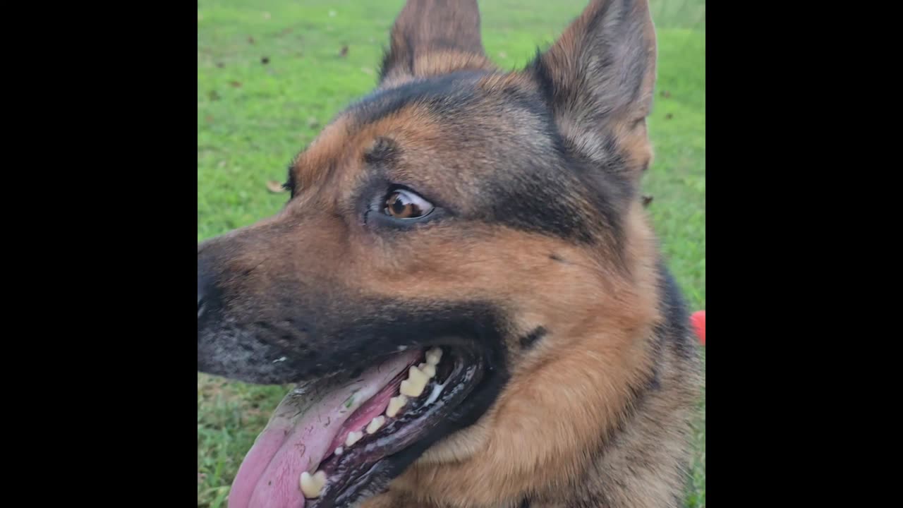Virgil the sable