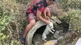 Rescued puppies find a loving owner 🐶