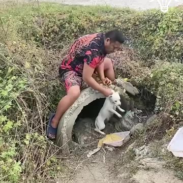 Rescued puppies find a loving owner 🐶