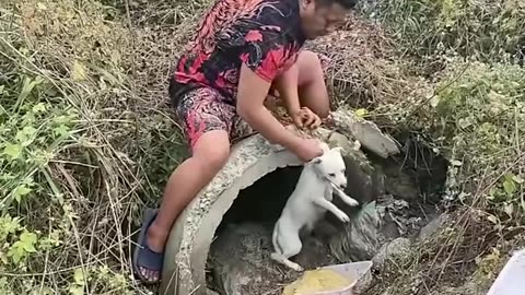 Rescued puppies find a loving owner 🐶