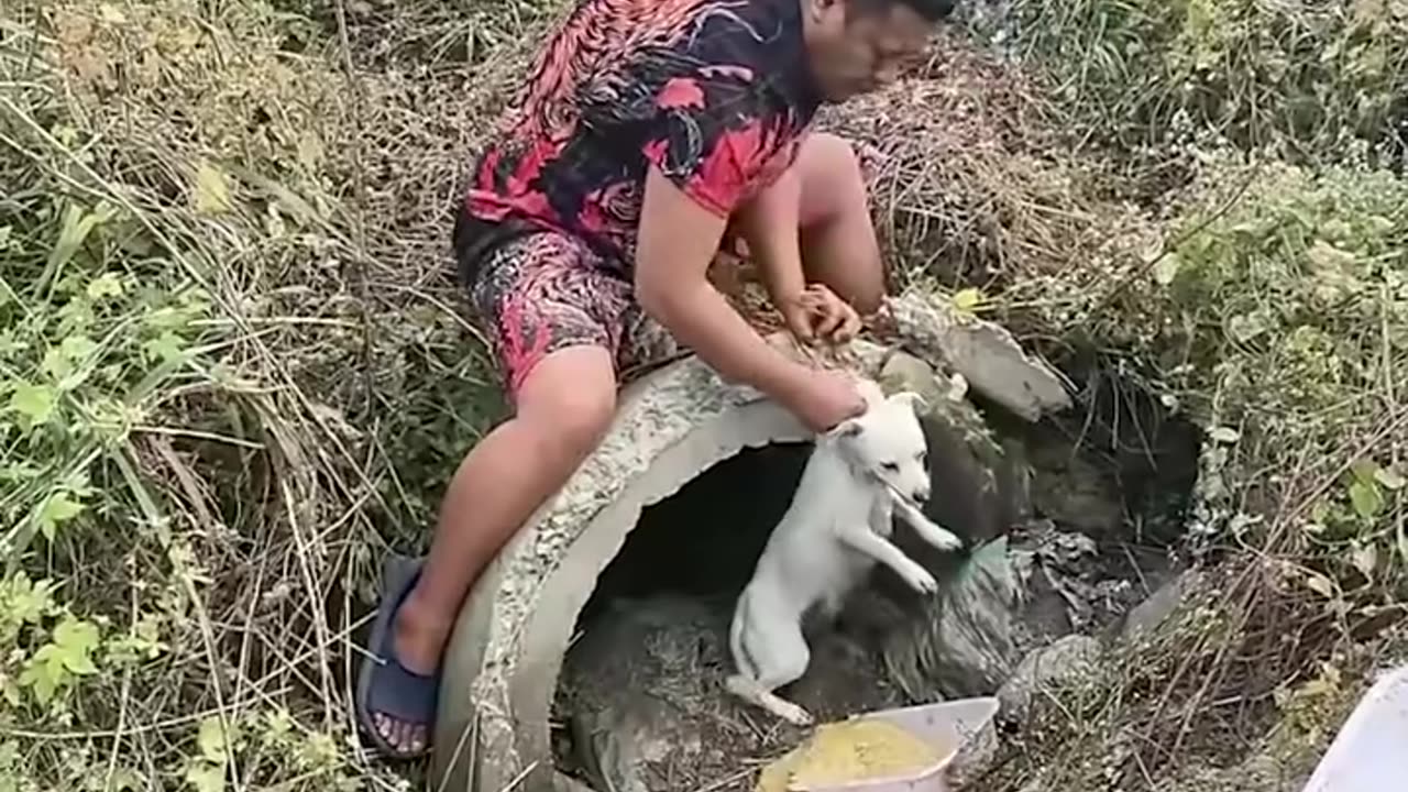 Rescued puppies find a loving owner 🐶