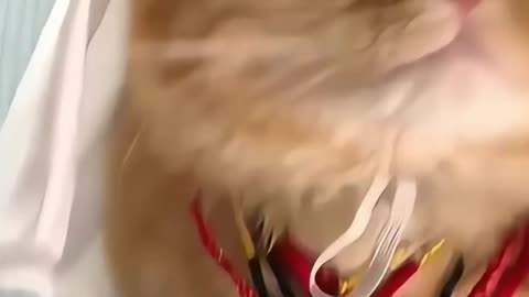 This is a rich cat
