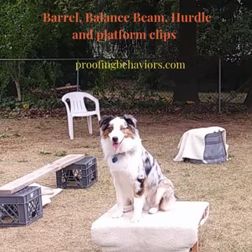 Circuit Training and Practice shorts 3