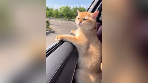 😅 Best Funny Cats and Dogs Videos 😹🐶Try Not To, I Dare You.