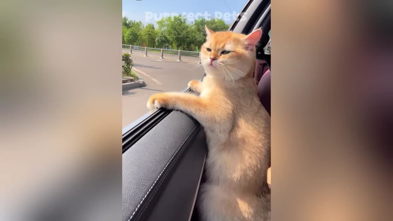 😅 Best Funny Cats and Dogs Videos 😹🐶Try Not To, I Dare You.