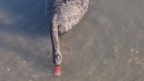 Black Swan In North Wales