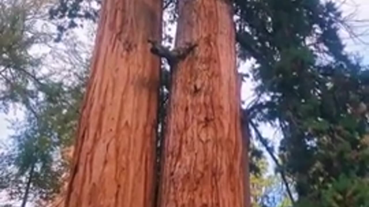 How big is a sequoia tree