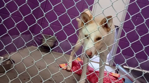 Colt 3y Pet Id 948519 kennel 19 HSSAZ shelter he's unsure of me we're still findin our way2025912514