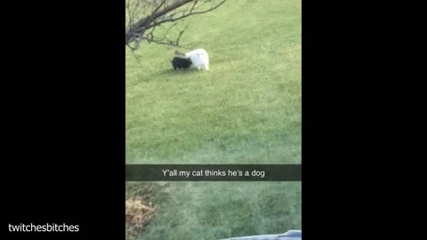 Cat funny videos part 1