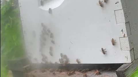 Thursday Morning Bees in the Rain