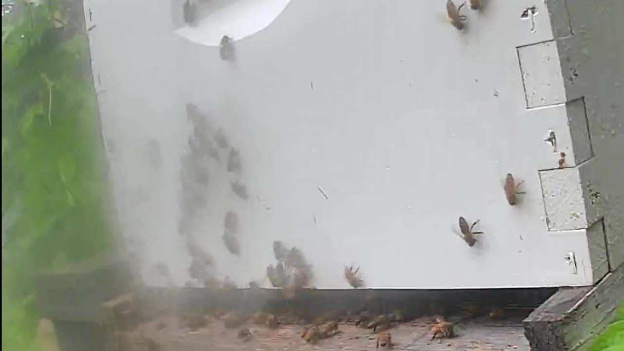 Thursday Morning Bees in the Rain
