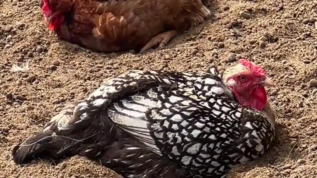 Divas enjoying a Nice Dirt Bath