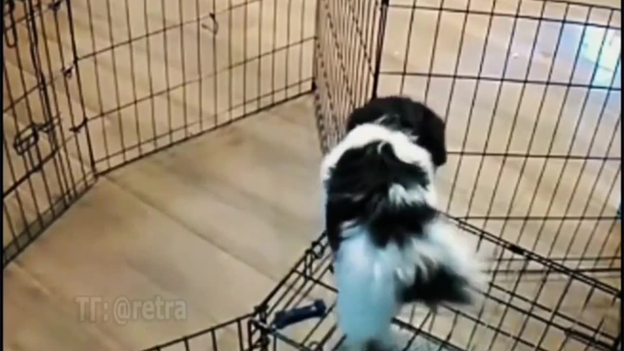 😍😍😘🔥 😍💦 FUNNY Animals and pet's💕😘 😘🔥 💕😘 😍💦 💦