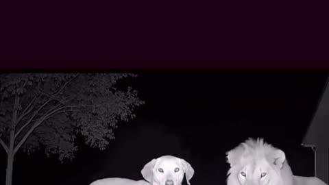 Lion and dog 😂 hilarious moment!