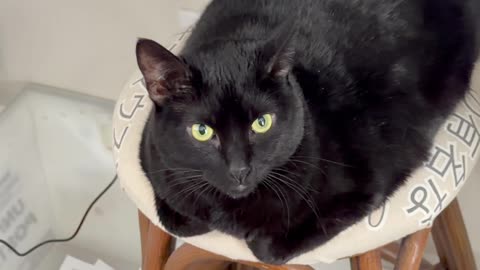 Cute Precious Piper Plays on Her Stool - My Adopted Shelter Cat Vlog
