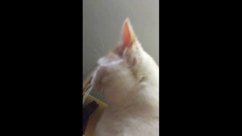 Buddy T Cat attacking me