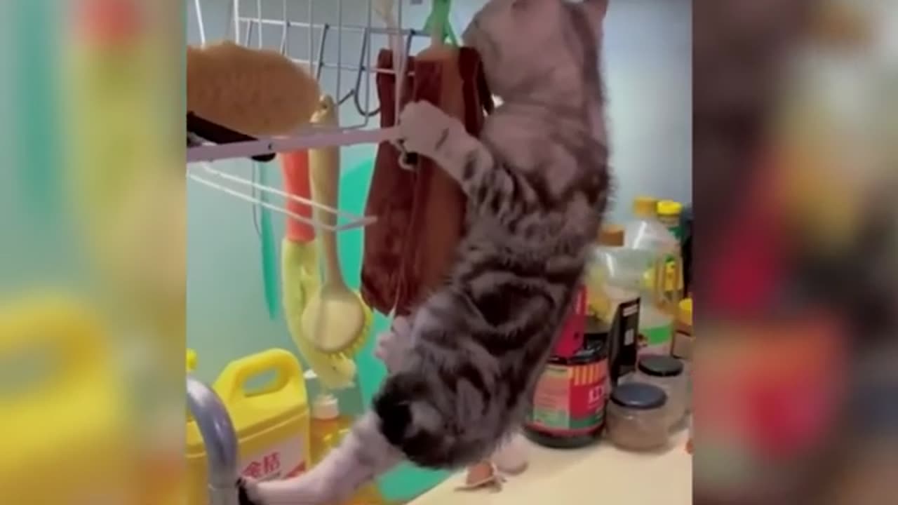Funniest Animal Fails Caught on Camera – Try Not to Laugh