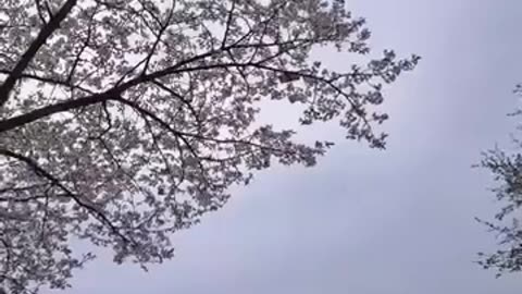 🌸 Capturing Cherry Blossoms | FunFM