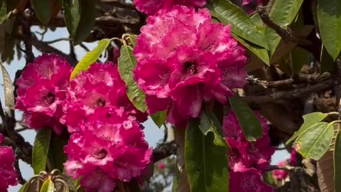 Rhododendron flower Now it's time to see Nepal Jungle seen in red