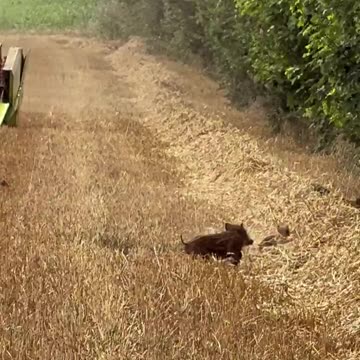 Love it - Country living.