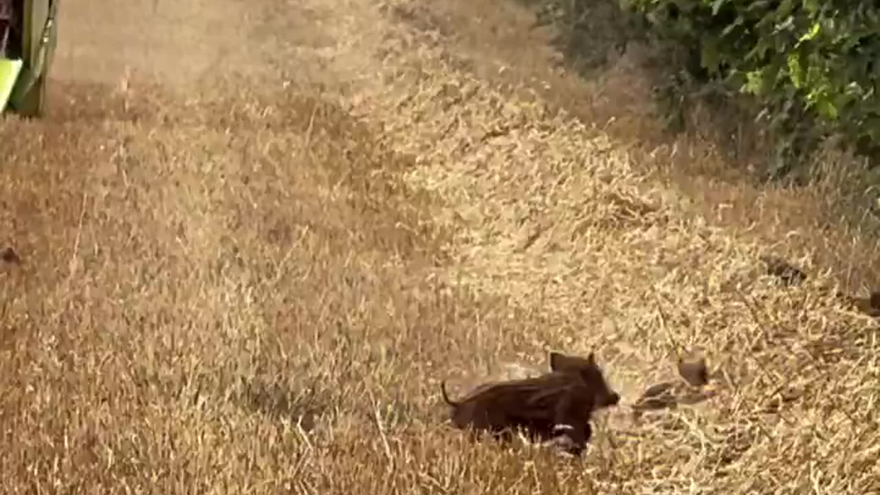 Love it - Country living.