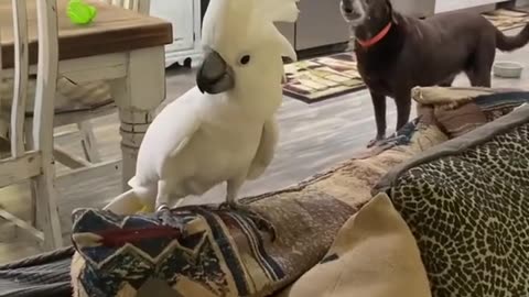 parrot barks like a dog too funny! 🐶😂