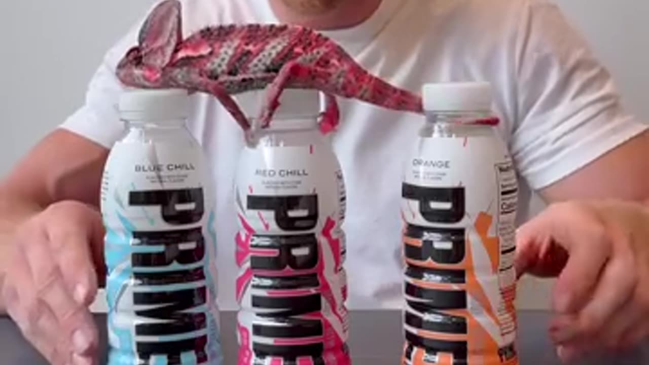直观感受一下变色龙的变色技能有多强