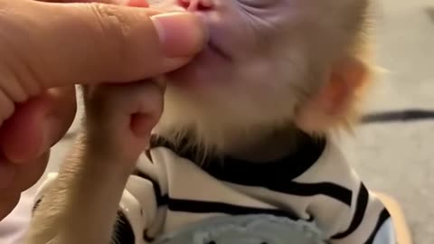 Adorable Baby Monkey Kisses His Hand! 🐒💖 | Cutest Moments Ever!