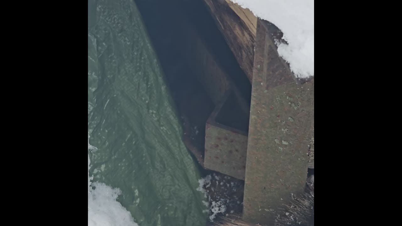 Virgil german shepherd.