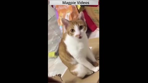 Funny Animals